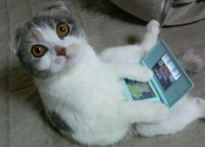 Cat playing DS